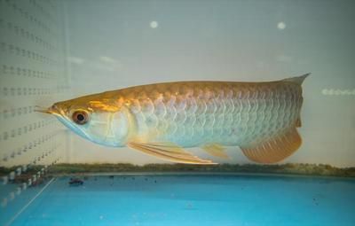 為什么龍魚關燈更活躍(龍魚在關燈后為什么更加活躍?) 龍魚百科 第3張 為什么龍魚關燈更活躍(龍魚在關燈后為什么更加活躍?) 為什么龍魚關燈更活躍(龍魚在關燈后為什么更加活躍?) 龍魚百科 第3張