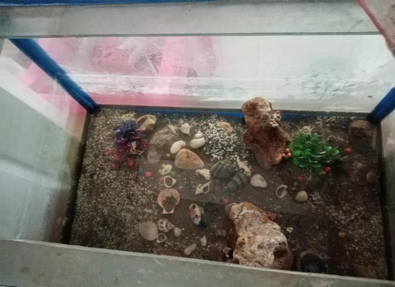 如何清潔魚缸中的龍擺件？