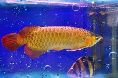 印尼紅龍魚怎么養才紅的快：印尼紅龍魚怎么養才紅 印尼紅龍魚怎么養才紅的快：印尼紅龍魚怎么養才紅 龍魚百科 第3張