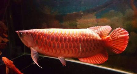 養(yǎng)龍魚的數(shù)量有什么講究：關(guān)于養(yǎng)龍魚數(shù)量的建議