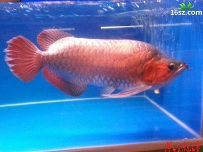 裝龍魚的袋子哪里買便宜，：裝龍魚的袋子哪里買便宜 裝龍魚的袋子哪里買便宜，：裝龍魚的袋子哪里買便宜 龍魚百科 第3張
