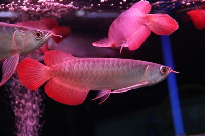 紅龍魚十大魚場排名榜最新：泗水紅龍魚十大魚場排名未給出紅龍魚品牌排名未給出