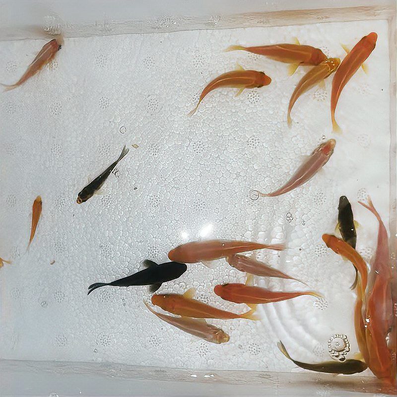 錦鯉多大能看出花色 錦鯉多大能看出花色 龍魚百科 第1張