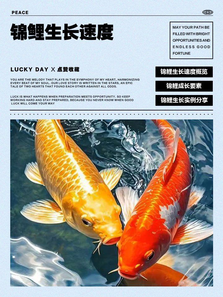 錦鯉多大能看出花色 錦鯉多大能看出花色 龍魚百科 第15張