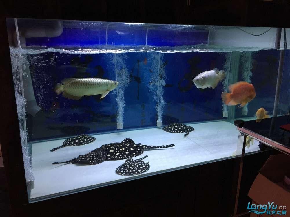 龍魚為什么躲在角落（龍魚為什么會躲在角落里？） 龍魚為什么躲在角落（龍魚為什么會躲在角落里？） 龍魚百科 第5張