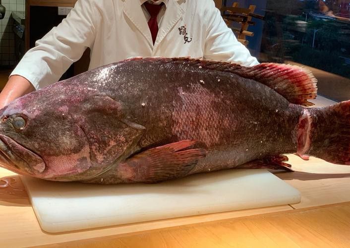 深海龍魚的圖片