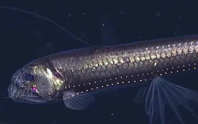 深海龍魚的圖片