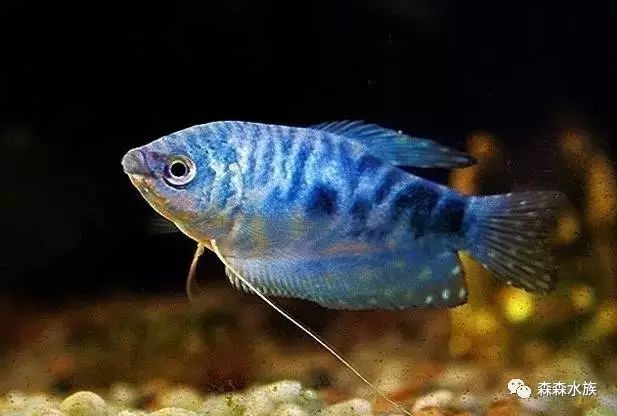 金龍魚可以活多長時間