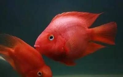 朋友圈發龍魚怎么說話幽默：如何發一條關于龍魚的朋友圈的幽默句子，讓您的朋友們心一笑