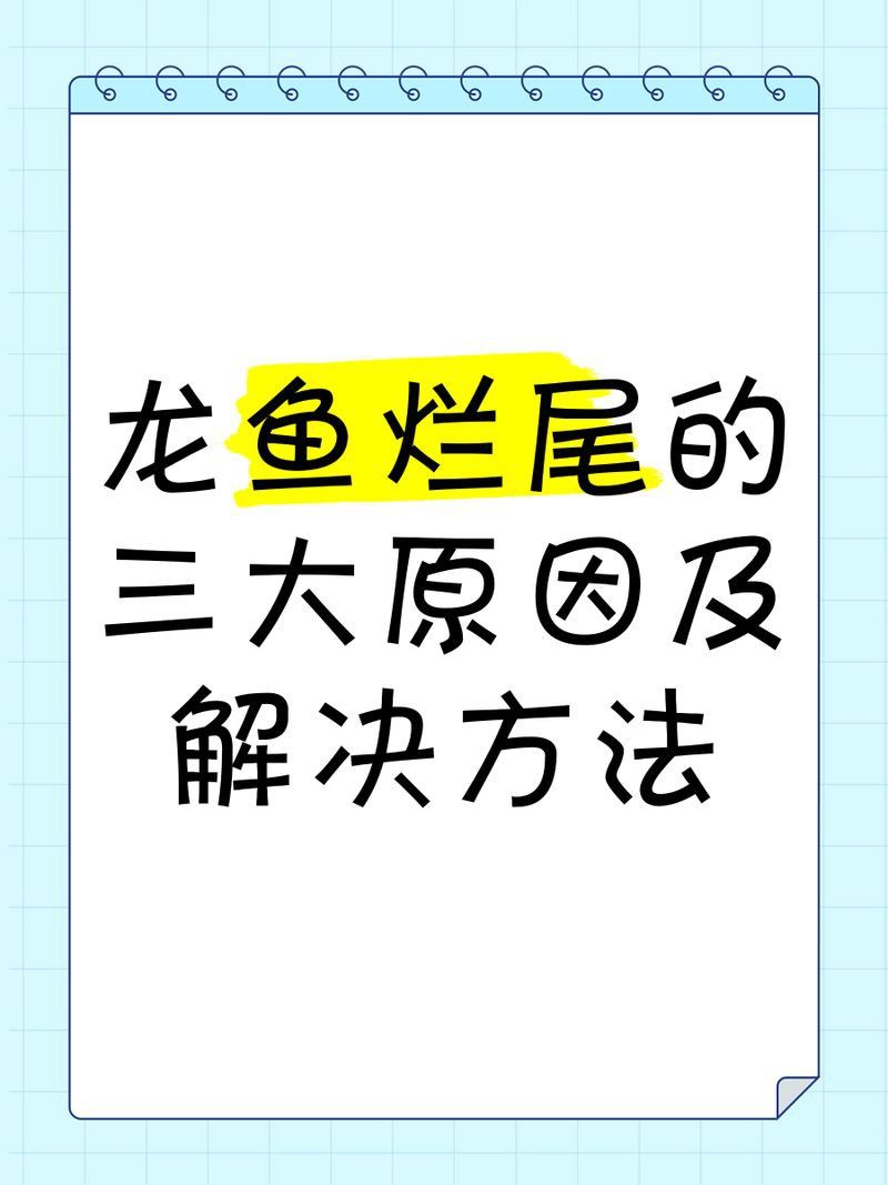 龍魚爛尾治療方法 龍魚爛尾治療方法 龍魚百科 第5張