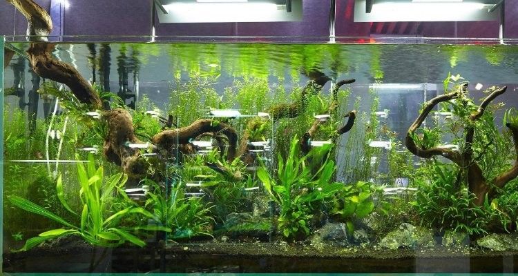 龍魚缸改海水缸怎么改