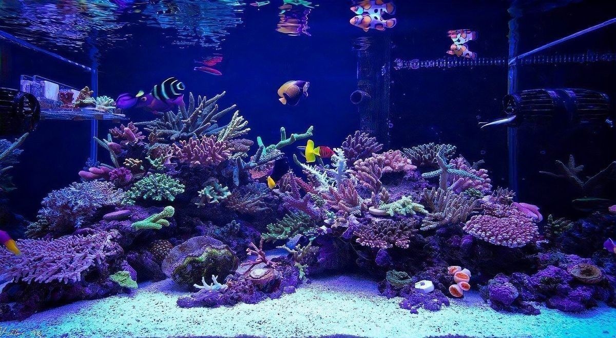 龍魚缸改海水缸怎么改