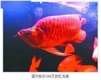 極品紅龍魚大概多少錢 極品紅龍魚大概多少錢 龍魚百科 第11張