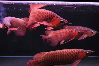 紅龍魚水質調節方法：紅龍魚光照需求與管理,紅龍魚水質硬度調節實踐