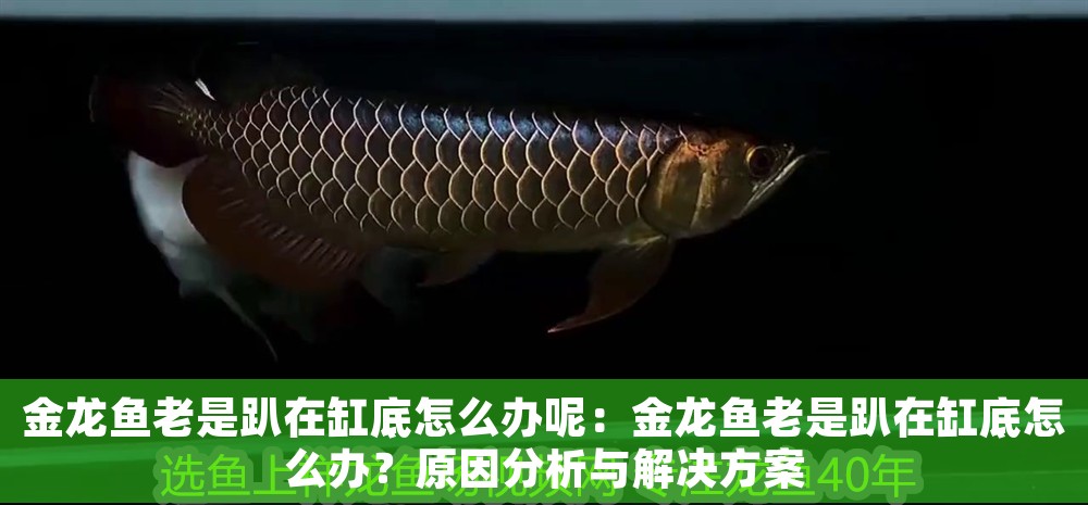 金龍魚老是趴在缸底怎么辦呢：金龍魚老是趴在缸底怎么辦？原因分析與解決方案
