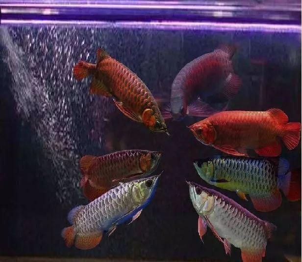 金龍魚紅尾和金尾哪個好養：金龍魚紅尾和金尾哪個好養金龍魚紅尾和金尾哪個好養