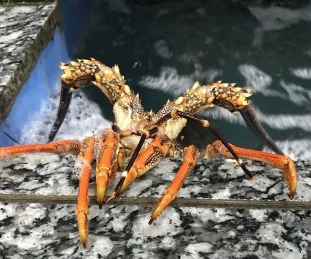 馬來西亞小紅龍屬于什么檔次