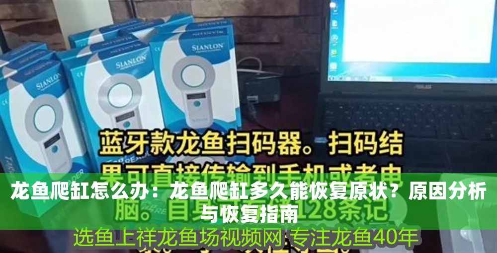 龍魚爬缸怎么辦：龍魚爬缸多久能恢復原狀？原因分析與恢復指南