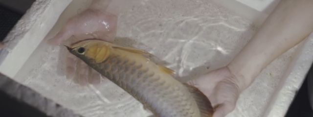 龍魚爬缸怎么辦：龍魚爬缸多久能恢復原狀？原因分析與恢復指南