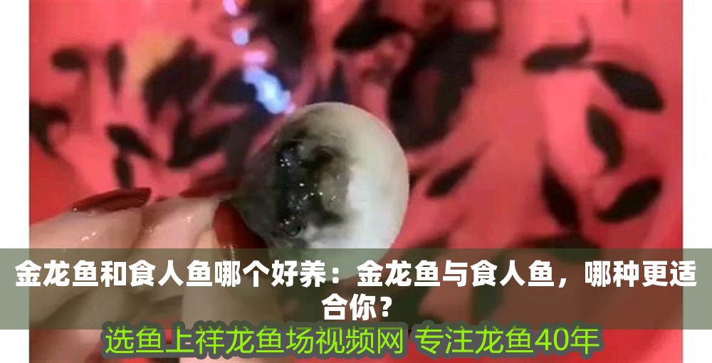 金龍魚和食人魚哪個好養(yǎng)：金龍魚與食人魚，哪種更適合你？