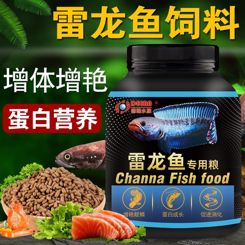 雷龍魚吃什么飼料：雷龍魚飼料品牌推薦