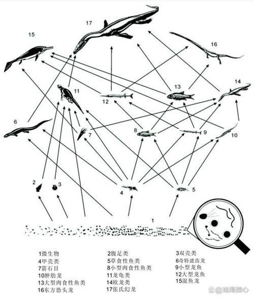 云南龍魚(yú)的特點(diǎn)介紹