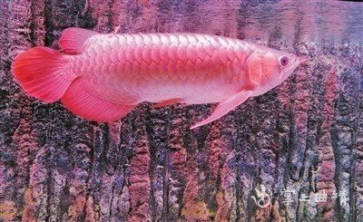 云南龍魚(yú)的特點(diǎn)介紹