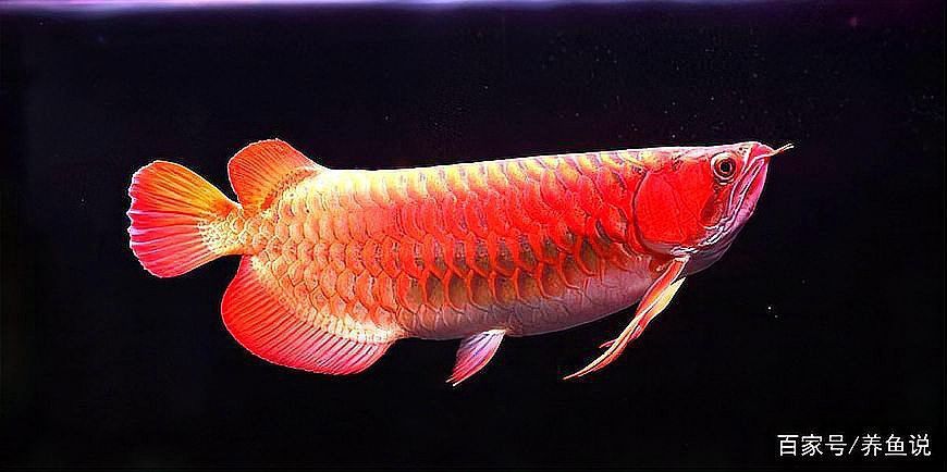 紅色銀龍魚價格多少錢一只啊