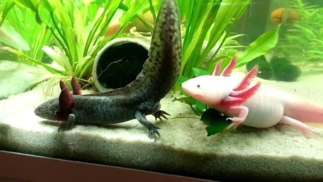 家里養(yǎng)六角龍魚吉利嘛【六角龍魚與家居吉利的關(guān)系】