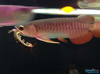 金龍魚多大可以吃蜈蚣：金龍魚可以喂食蜈蚣以及何時可以喂食蜈蚣以及何時喂食蜈蚣 金龍魚多大可以吃蜈蚣：金龍魚可以喂食蜈蚣以及何時可以喂食蜈蚣以及何時喂食蜈蚣 龍魚百科 第1張