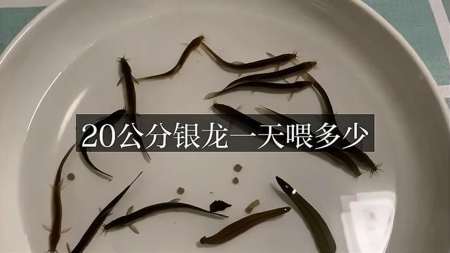 龍魚20公分時應該如何飼養？