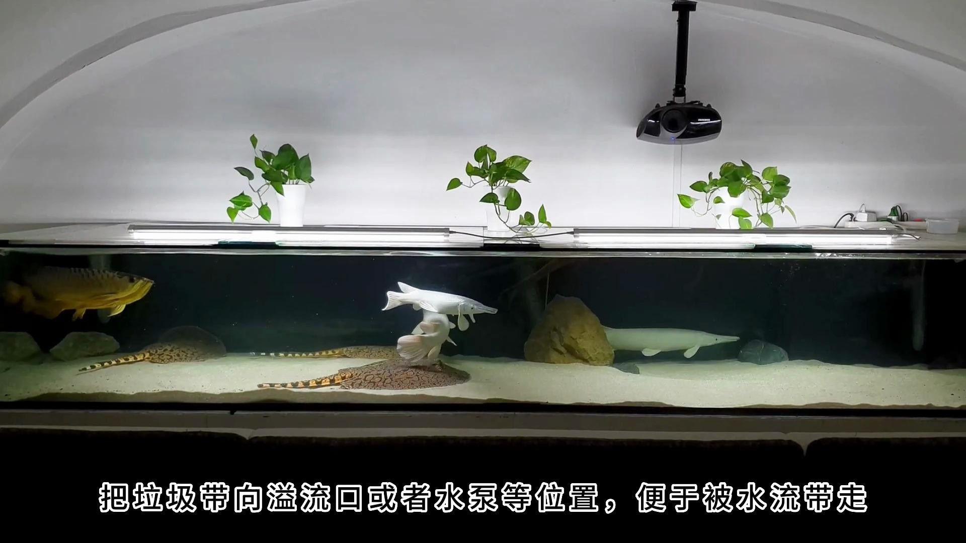 龍魚混養(yǎng)最佳伙伴推薦