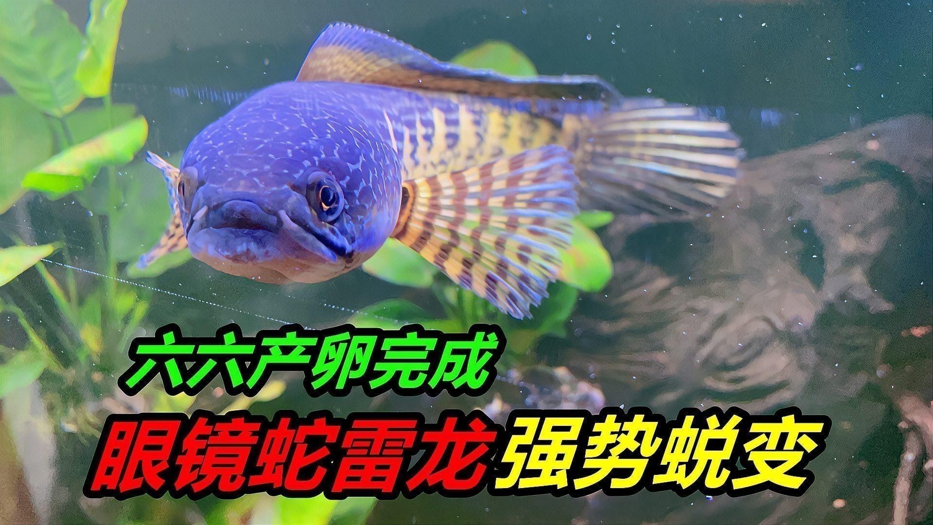 雷龍魚能養到多大