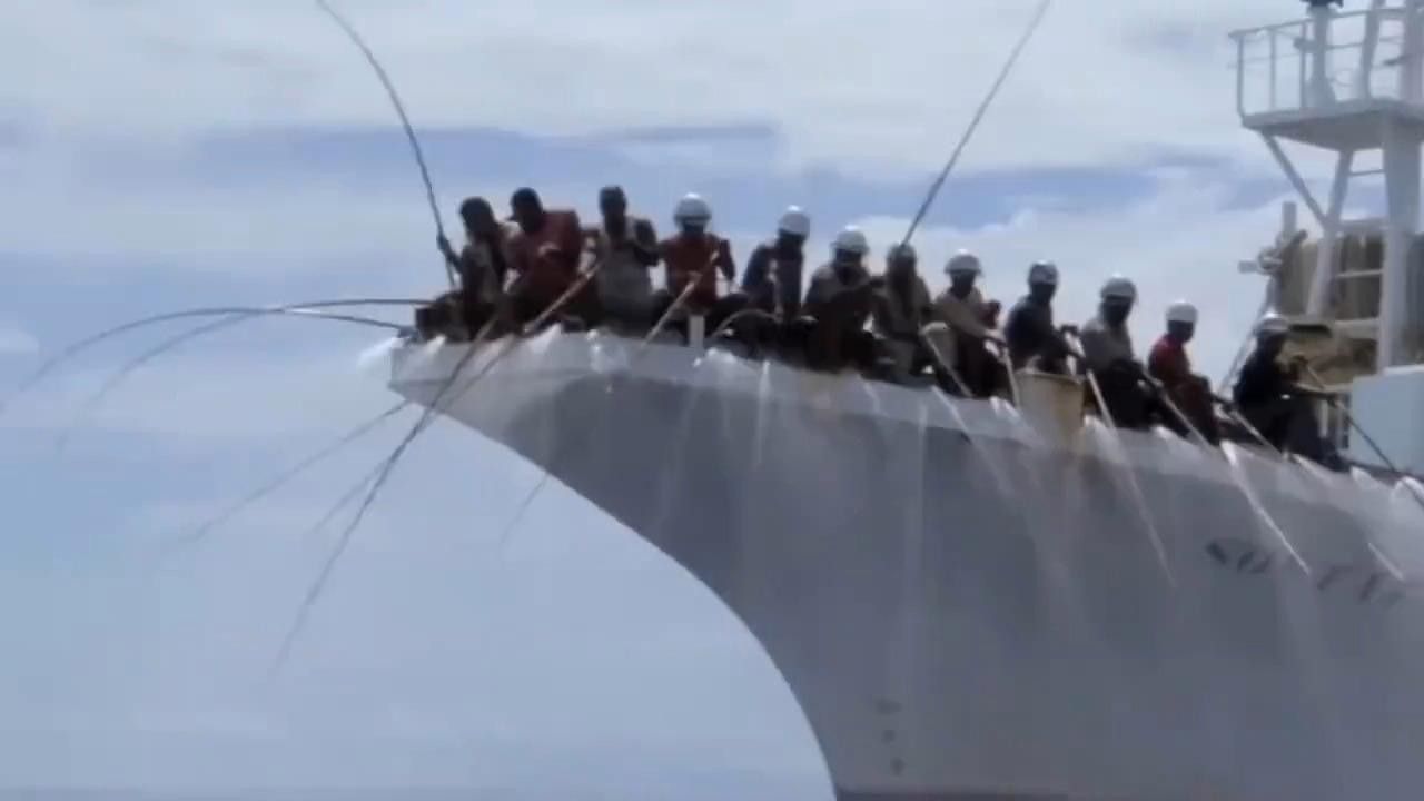金槍魚和金龍魚