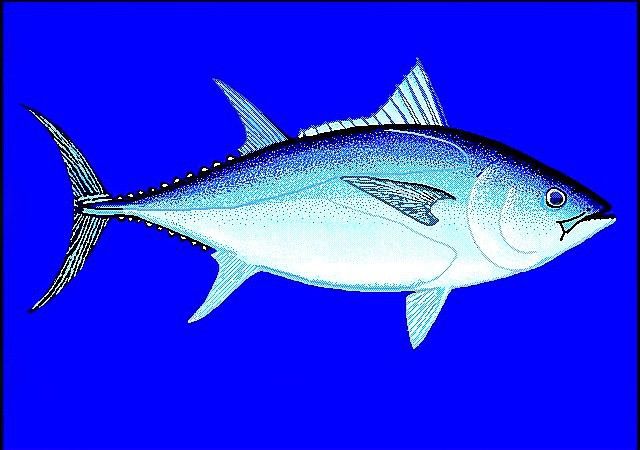 金槍魚和金龍魚