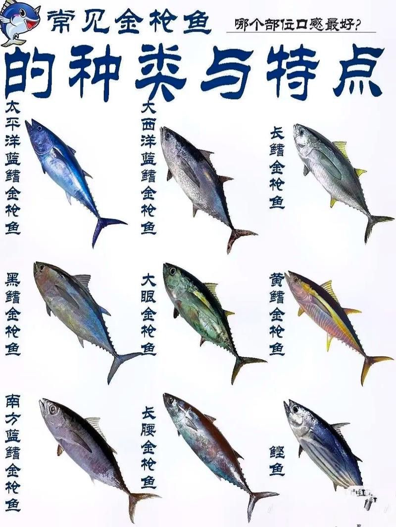金槍魚和金龍魚