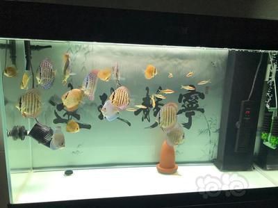 七彩神仙魚和龍魚混養能產卵嗎：七彩神仙魚和龍魚可以混養嗎 七彩神仙魚和龍魚混養能產卵嗎：七彩神仙魚和龍魚可以混養嗎 龍魚百科 第2張