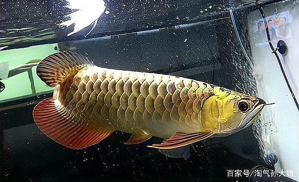 過背金龍七鰭的飼養技巧