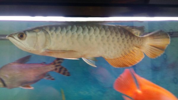 龍魚最貴的多少錢一條：金龍魚價(jià)格概覽金龍魚最受歡迎的品種之一紅龍魚品種