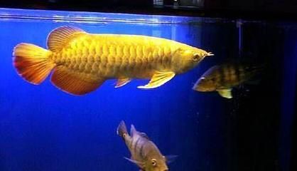 龍魚換水：關于龍魚換水的詳細方法