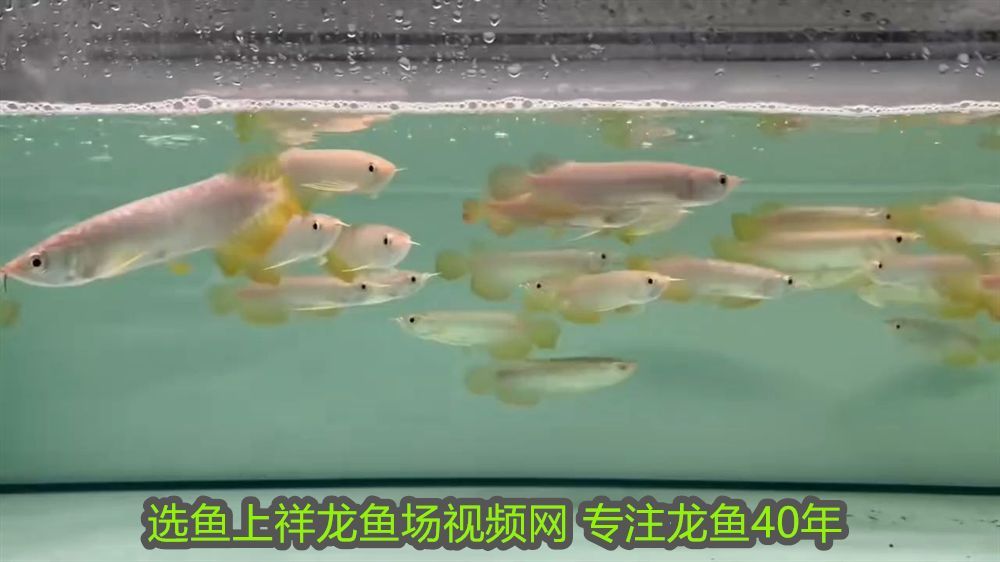 龍魚缸用什么燈是黃色的好看：龍魚缸用什么燈是黃色的好？專業解析與選購指南 龍魚缸用什么燈是黃色的好看：龍魚缸用什么燈是黃色的好？專業解析與選購指南 龍魚百科 第2張