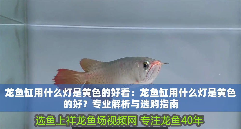 龍魚缸用什么燈是黃色的好看：龍魚缸用什么燈是黃色的好？專業解析與選購指南 龍魚缸用什么燈是黃色的好看：龍魚缸用什么燈是黃色的好？專業解析與選購指南 龍魚百科 第1張