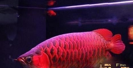 中國最貴龍魚品種排名榜：紅龍魚價值7000萬元，紅龍魚7000萬：中國最貴龍魚品種排名榜