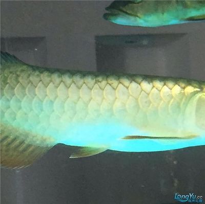 新買的龍魚為什么一直在原地不動（為什么新買的龍魚一直在原地不動）