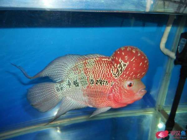 血<strong><mark>麒麟</mark></strong>羅漢魚苗變色過程