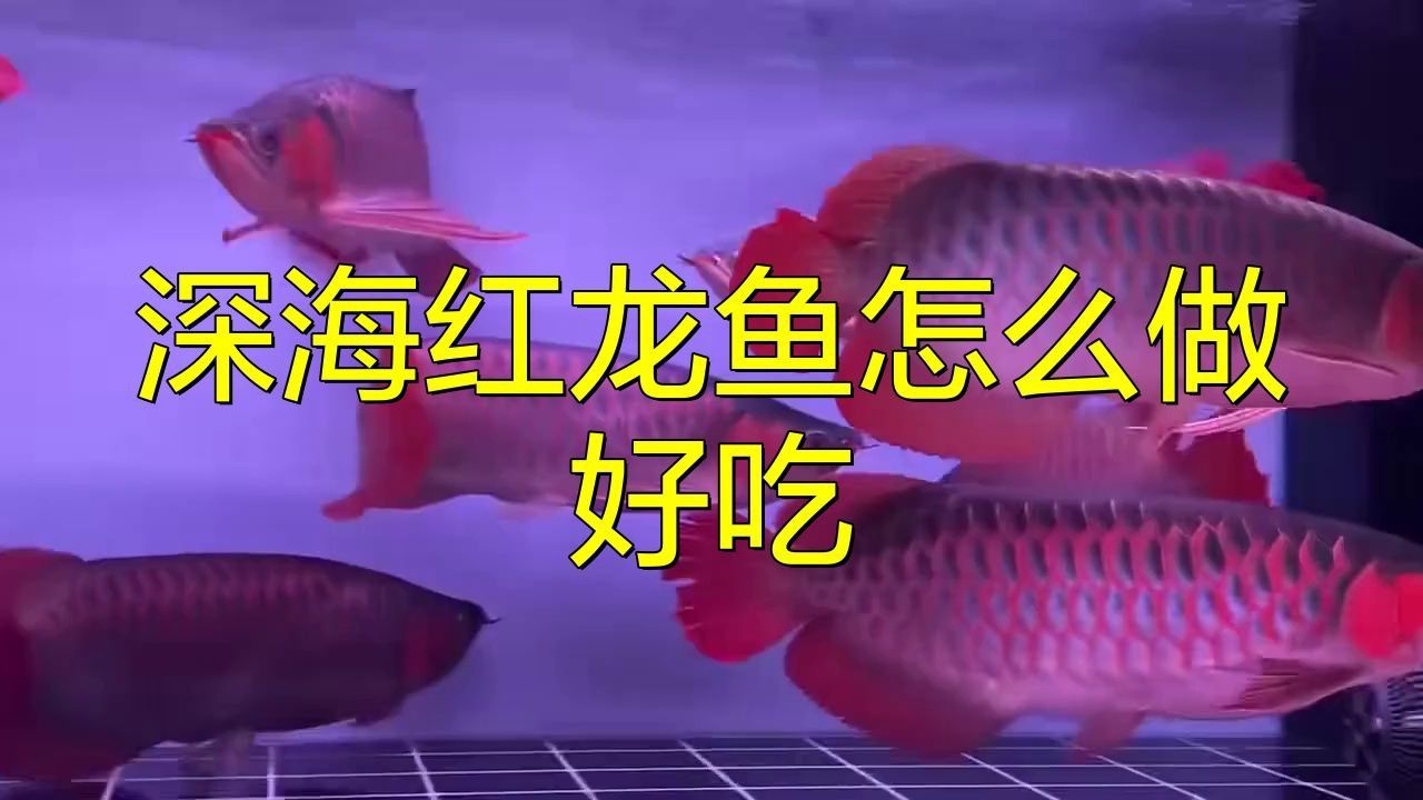 賽級(jí)紅龍魚(yú)的最佳吃法