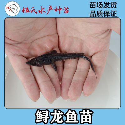 龍魚苗種子購買途徑：在哪里可以買到龍魚苗種子 龍魚苗種子購買途徑：在哪里可以買到龍魚苗種子 龍魚百科