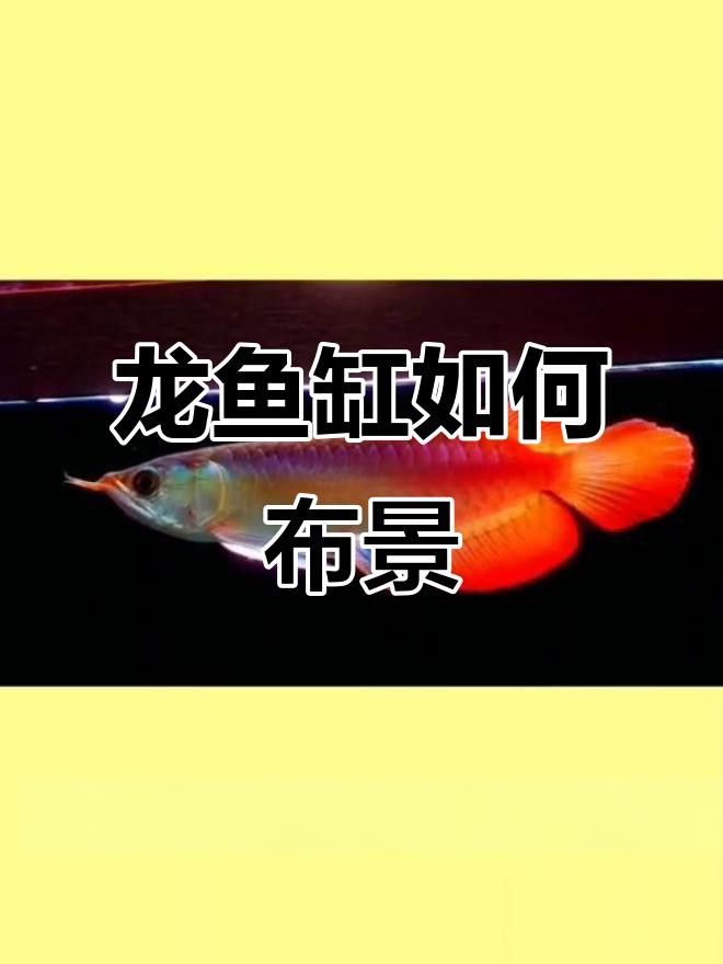 如何判斷水草是否適合龍魚食用？ 如何判斷水草是否適合龍魚食用？ 龍魚百科 第3張