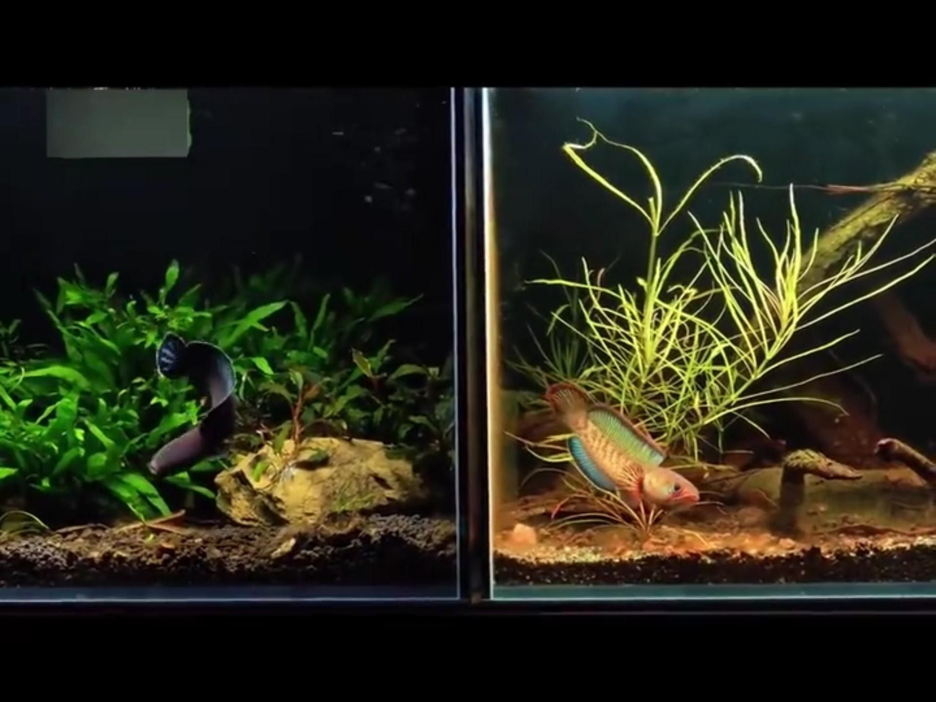 如何判斷水草是否適合龍魚食用？ 如何判斷水草是否適合龍魚食用？ 龍魚百科 第2張