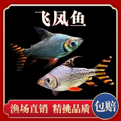 龍魚能和飛鳳一起養嗎怎么養活：龍魚和飛鳳可以一起養，但是需要注意一些問題 龍魚能和飛鳳一起養嗎怎么養活：龍魚和飛鳳可以一起養，但是需要注意一些問題 龍魚百科 第5張